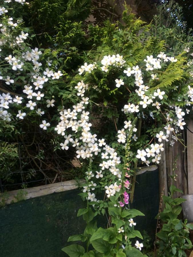 Brook House B&B & Cottages Kaikoura Extérieur photo